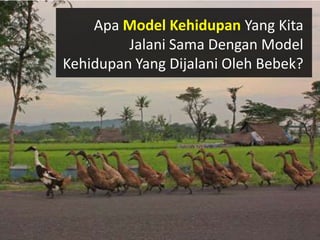 Apa Model Kehidupan Yang Kita
         Jalani Sama Dengan Model
Kehidupan Yang Dijalani Oleh Bebek?
 