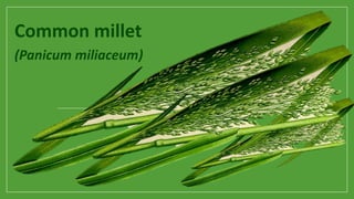 Common millet 
(Panicum miliaceum) 
 