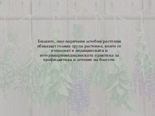 Билките, още наричани лечебни растения
обхващат голяма група растения, които се
използват в медицинската и
ветеринарномеди...