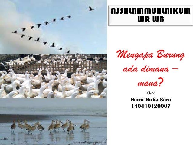 Mengapa Burung Ada Dimana Mana