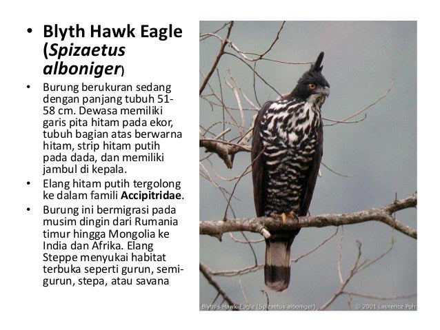 Mengapa Burung Ada Dimana Mana