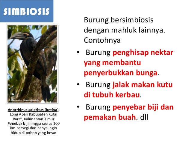 Mengapa Burung Ada Dimana Mana