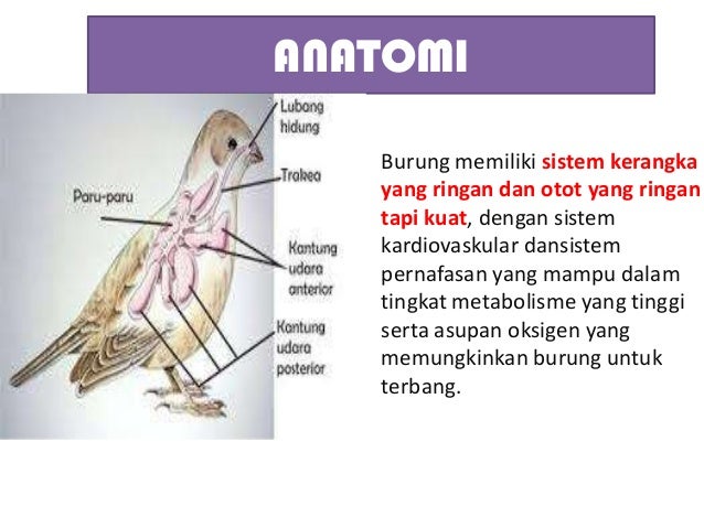 Mengapa Burung Ada Dimana Mana