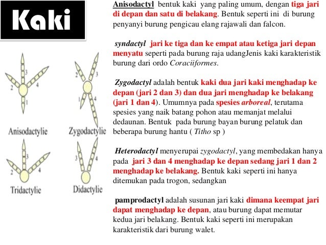 Mengapa Burung Ada Dimana Mana Mengapa Burung Ada Dimana Mana