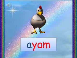 ayam
 