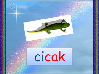 cicak
 