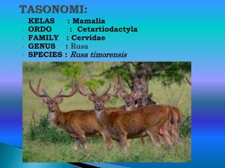 Mengenal Rusa Timor [Autosaved].pptx