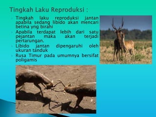 Mengenal Rusa Timor [Autosaved].pptx