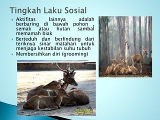 Mengenal Rusa Timor [Autosaved].pptx