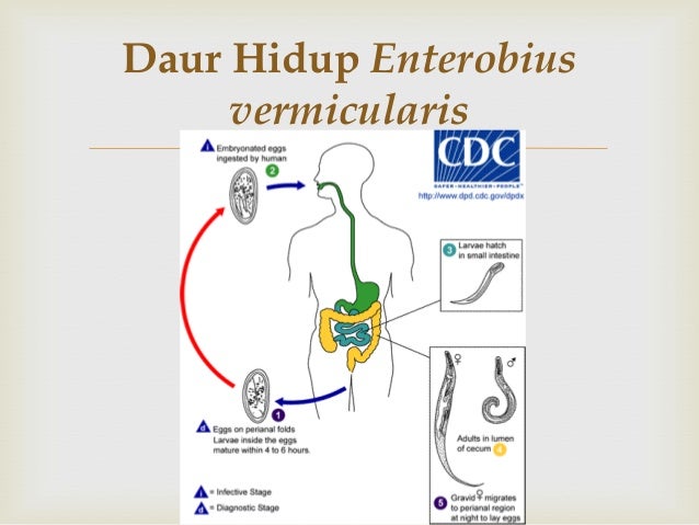Mengenal siklus hidup cacing kremi (Enterobius vermicularis)