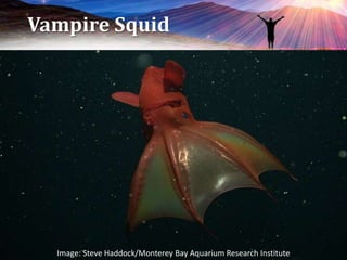 Vampire Squid
Image: Steve Haddock/Monterey Bay Aquarium Research Institute
 