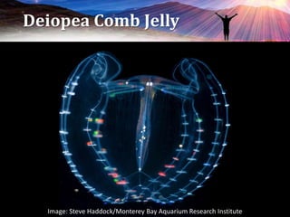 Deiopea Comb Jelly
Image: Steve Haddock/Monterey Bay Aquarium Research Institute
 
