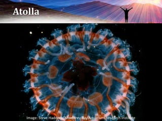 Atolla
Image: Steve Haddock/Monterey Bay Aquarium Research Institute
 