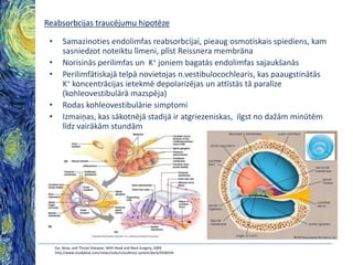 Reabsorbcijas traucējumu hipotēze
•
•
•
•
•

Samazinoties endolimfas reabsorbcijai, pieaug osmotiskais spiediens, kam
sasniedzot noteiktu līmeni, plīst Reissnera membrāna
Norisinās perilimfas un K+ joniem bagatās endolimfas sajaukšanās
Perilimfātiskajā telpā novietojas n.vestibulocochlearis, kas paaugstinātās
K+ koncentrācijas ietekmē depolarizējas un attīstās tā paralīze
(kohleovestibulārā mazspēja)
Rodas kohleovestibulārie simptomi
Izmaiņas, kas sākotnējā stadijā ir atgriezeniskas, ilgst no dažām minūtēm
līdz vairākām stundām

Ear, Nose, and Throat Diseases: With Head and Neck Surgery, 2009
http://www.studyblue.com/notes/note/n/auditory-system/deck/4936434

 