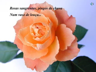 Rosas sangrentas, pingos de chuva Num vaso de louça... 