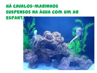 Há cavalos-marinhos suspensos na água com um ar espantado.