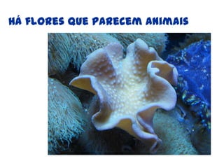 Há flores que parecem animais 