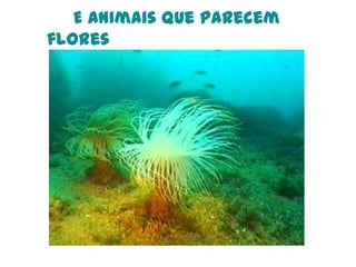      E animais que parecem flores