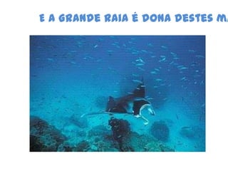 E a Grande Raia é dona destes mares.