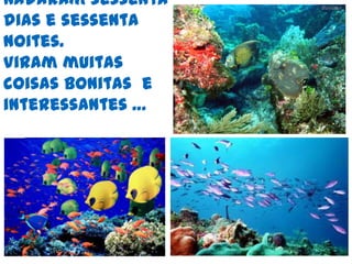 Um golfinho apareceu para o levar agarrado à sua cauda. Feliz despediu-se da gaivota. 