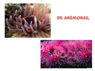 De anémonas,