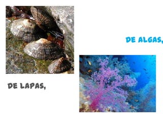 De algas,De lapas,