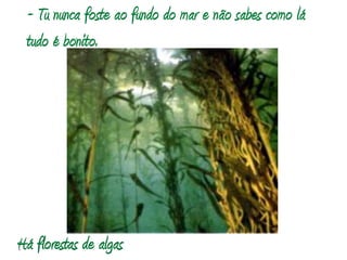 - Tu nunca foste ao fundo do mar e não sabes como lá tudo é bonito.  Há florestas de algas