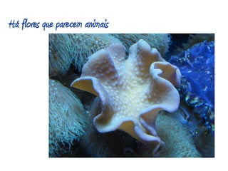 Há flores que parecem animais 