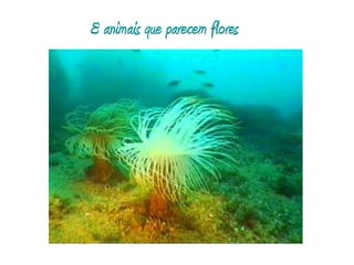 E animais que parecem flores