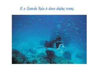 E a Grande Raia é dona destes mares.