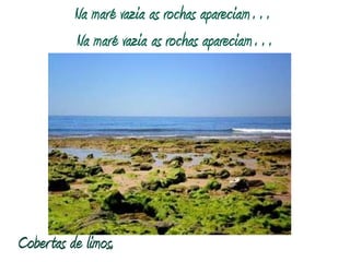 Na maré vazia as rochas apareciam…Na maré vazia as rochas apareciam…Cobertas de limos,