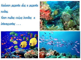 Nadaram sessenta dias e sessenta noites. Viram muitas coisas bonitas  e interessantes …