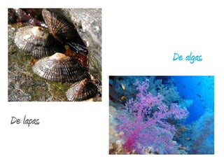 De algas,De lapas,