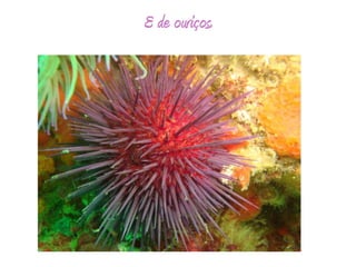 E de ouriços.