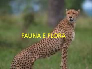 FAUNA E FLORA