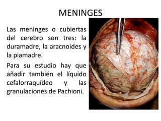 MENINGES
Las meninges o cubiertas
del cerebro son tres: la
duramadre, la aracnoides y
la piamadre.
Para su estudio hay que
añadir también el líquido
cefalorraquídeo y las
granulaciones de Pachioni.
 