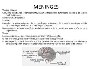 MENINGESVasos y nervios
Conviene estudiarlos separadamente, según se trate de la duramadre craneal o de la dura
madre raquídea.
En la duramadre craneal
Arterias
Proceden de varios orígenes: de las meníngeas anteriores, de la arteria meníngea media,
de la meníngea menor y de la meníngea posterior.
Forman dos redes: una superficial, en la hoja externa de la membrana; otra profunda en la
hoja interna.
Venas
Forman igualmente dos redes: una superficial y otra profunda.
La red profunda, poco desarrollada, desagua en la red superficial,
La red superficial está formada por dos órdenes de vasos: unos avanzan aisladamente,
otros acompañan a los vasos arteriales en número de uno o dos para cada arteria.
 