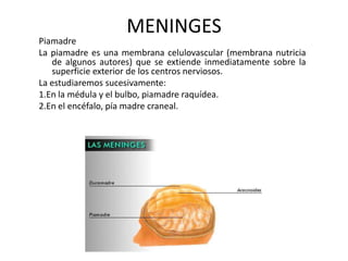 MENINGES
Piamadre
La piamadre es una membrana celulovascular (membrana nutricia
de algunos autores) que se extiende inmediatamente sobre la
superficie exterior de los centros nerviosos.
La estudiaremos sucesivamente:
1.En la médula y el bulbo, piamadre raquídea.
2.En el encéfalo, pía madre craneal.
 