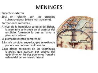 MENINGES
Superficie externa
Está en relación con los espacios
subaracnoideos (véase más adelante).
Formaciones coroideas
A nivel de la hendidura cerebral de Bichat,
la piamadre se insinúa en el espesor del
encéfalo, formando lo que se llama la
piamadre interna.
La piamadre interna comprende:
1.La tela coroidea superior, que se extiende
por encima del ventrículo medio.
2.Los plexos coroideos de los ventrículos
laterales que avanzan por encima del
epéndimo, en las dos porciones frontal y
esfenoidal del ventrículo lateral.
 