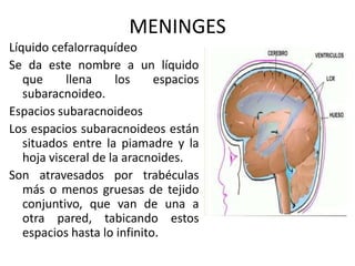 MENINGES
Líquido cefalorraquídeo
Se da este nombre a un líquido
que llena los espacios
subaracnoideo.
Espacios subaracnoideos
Los espacios subaracnoideos están
situados entre la piamadre y la
hoja visceral de la aracnoides.
Son atravesados por trabéculas
más o menos gruesas de tejido
conjuntivo, que van de una a
otra pared, tabicando estos
espacios hasta lo infinito.
 
