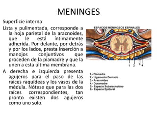 MENINGES
Superficie interna
Lista y pulimentada, corresponde a
la hoja parietal de la aracnoides,
que le está íntimamente
adherida. Por delante, por detrás
y por los lados, presta inserción a
manojos conjuntivos que
proceden de la piamadre y que la
unen a esta última membrana.
A derecha e izquierda presenta
agujeros para el paso de las
raíces raquídeas y los vasos de la
médula. Nótese que para las dos
raíces correspondientes, tan
pronto existen dos agujeros
como uno solo.
 
