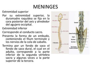 MENINGES
Extremidad superior
Por su extremidad superior, la
duramadre raquídea se fija en la
cara posterior del axis y alrededor
del agujero occipital.
Extremidad inferior
Corresponde al conducto sacro.
Presenta la forma de un embudo,
conteniendo el filum terminale y
los nervios de la cola de caballo.
Termina por un fondo de saco el
fondo de saco dural, el cual en el
adulto, corresponde a la parte
inferior de la segunda vértebra
sacra y algunas veces a la parte
superior de la tercera.
 