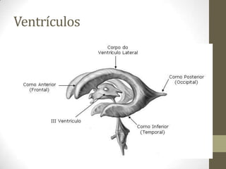 Ventrículos

 