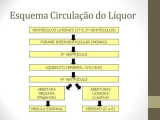 Esquema Circulação do Líquor

 