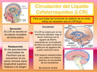 Meninges, sistema ventricular y circulación del líquido cefalorraquídeo ...