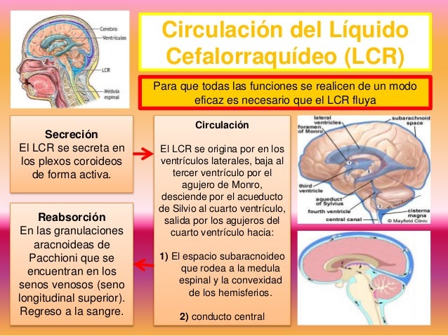Meninges, sistema ventricular y circulación del líquido cefalorraquíd…