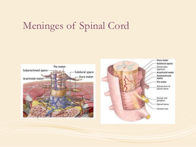 Meninges of brain and spinal cord Biology Diagrams