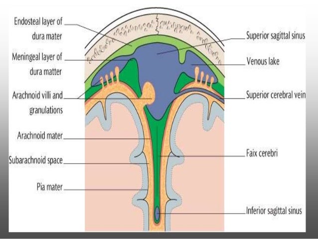 The Subarachnoid Space Lies Directly Between The