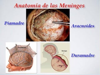 Anatomía de las Meninges