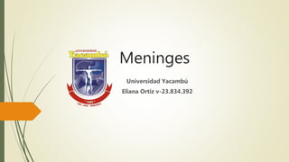 Meninges
Universidad Yacambú
Eliana Ortiz v-23.834.392
 